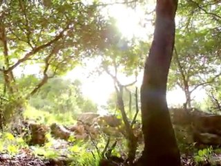 Stock Video Footage of the sun shining in a grove of ...