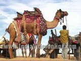 Camel Decoration05, Camel festival