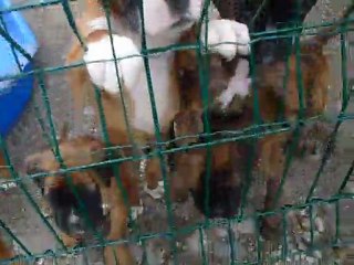 Chiots à 9 semaines