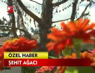 ŞEHİT AĞACI / KIZILCAHAMAM