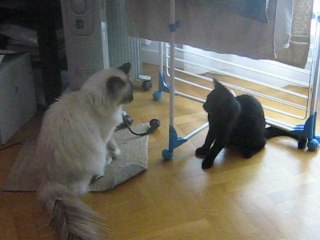 respecte mon autorité!