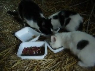Premier repas des chatons avec leur maman !
