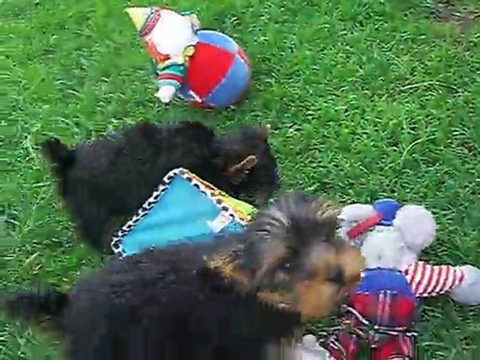 Les chiots entre 2mois1/2 et 3 mois dans leur parc d' extérieur 9 août 2011