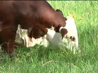 2_Martes 9 AGOSTO 2011 ganaderia boga con comerciales_chunk_1