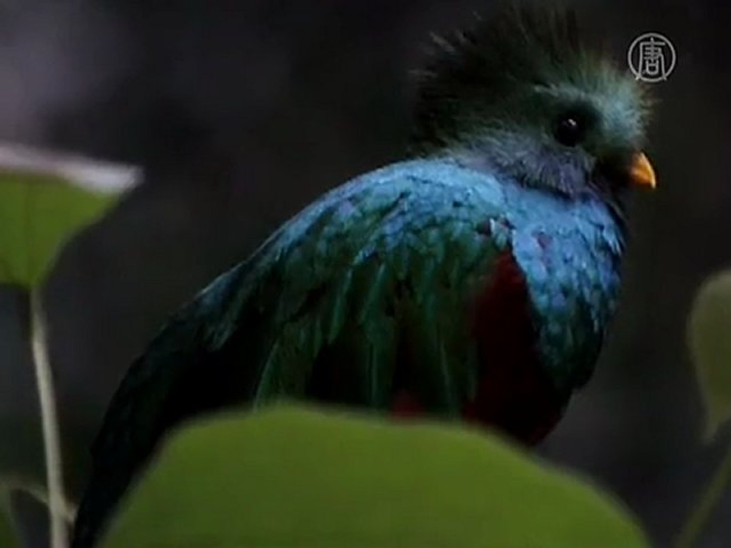 Mexico Bird Park Re establishes Endangered Species