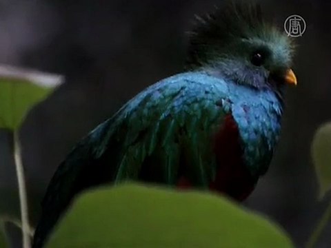 Mexico Bird Park Re establishes Endangered Species