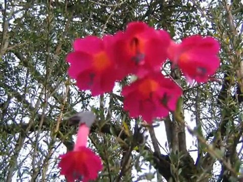 inca trail, cusco peru