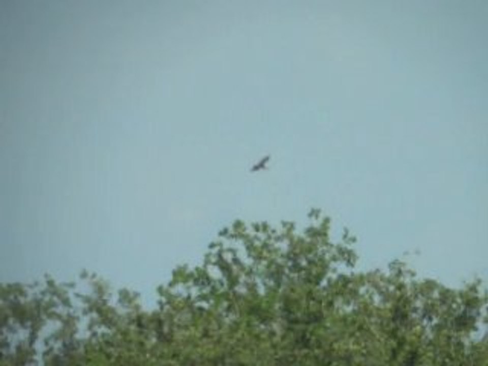 Cigogne noire le 9 août 2011