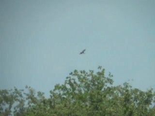 Cigogne noire le 9 août 2011