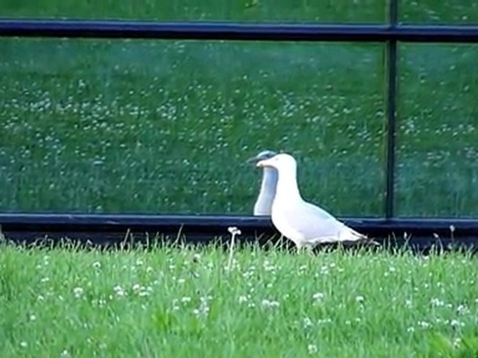 Coquette, la mouette !