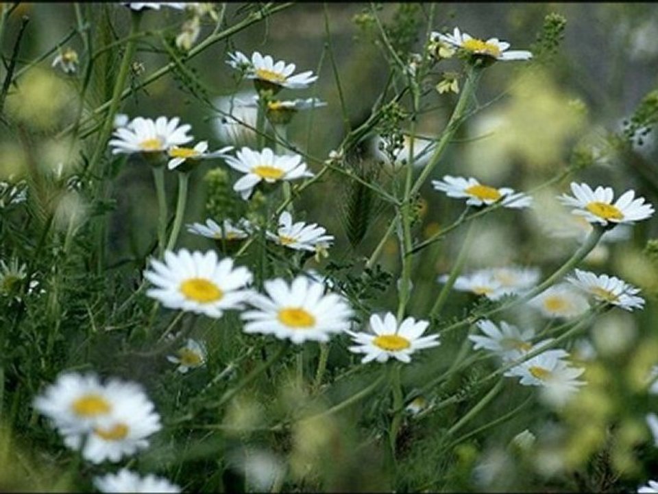 Mustafa Özarslan & Kıvırcık Ali - Bir Kuzu Da Taş Dibinde Meliyor U.H