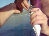 Çingene palamutu avı ve yazılı orkinos denize iade