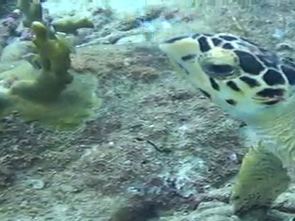 tortue qui plonge en scaphandre?...