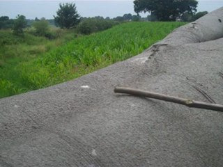 Eleven Minutes with the Beautiful Tree