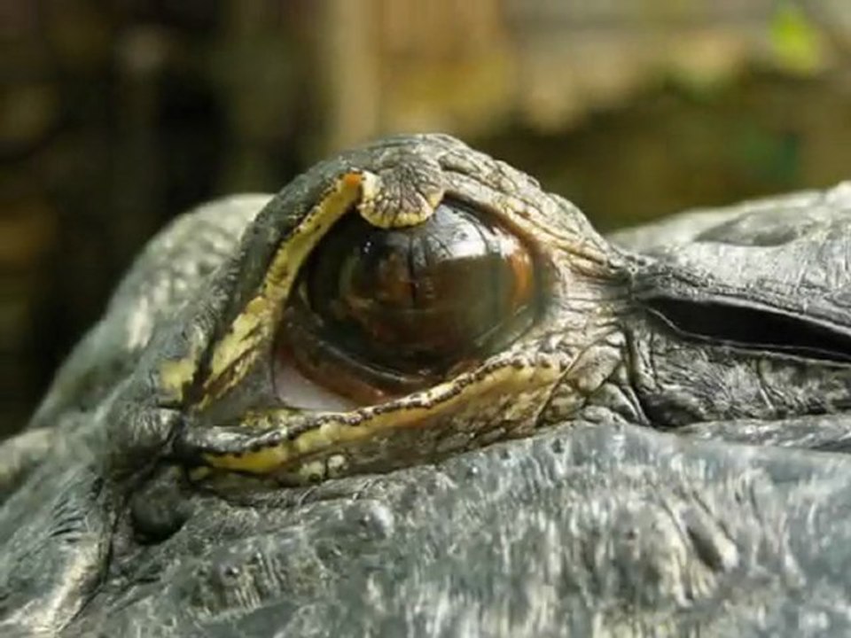 Krokodil mit Zeitung fangen!