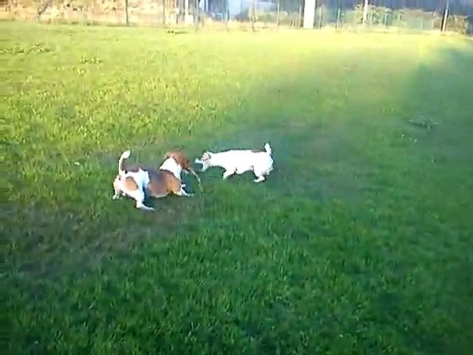 mes chien 4