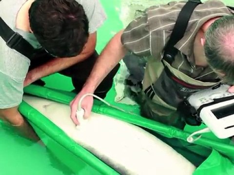 Arabic-Web-'Sustainable caviar', a guilt-free gourmet delicacy