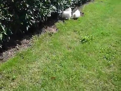 LES FILLES CHIOTS FEMELLE COTON DE TULEAR