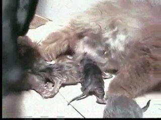 NAISSANCE DE CHATONS