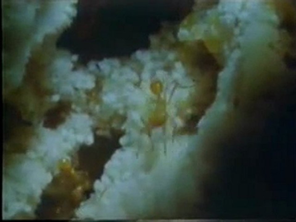 karinca mucizesi tarim yapan karincalar antibiotik ureten karincalar 3