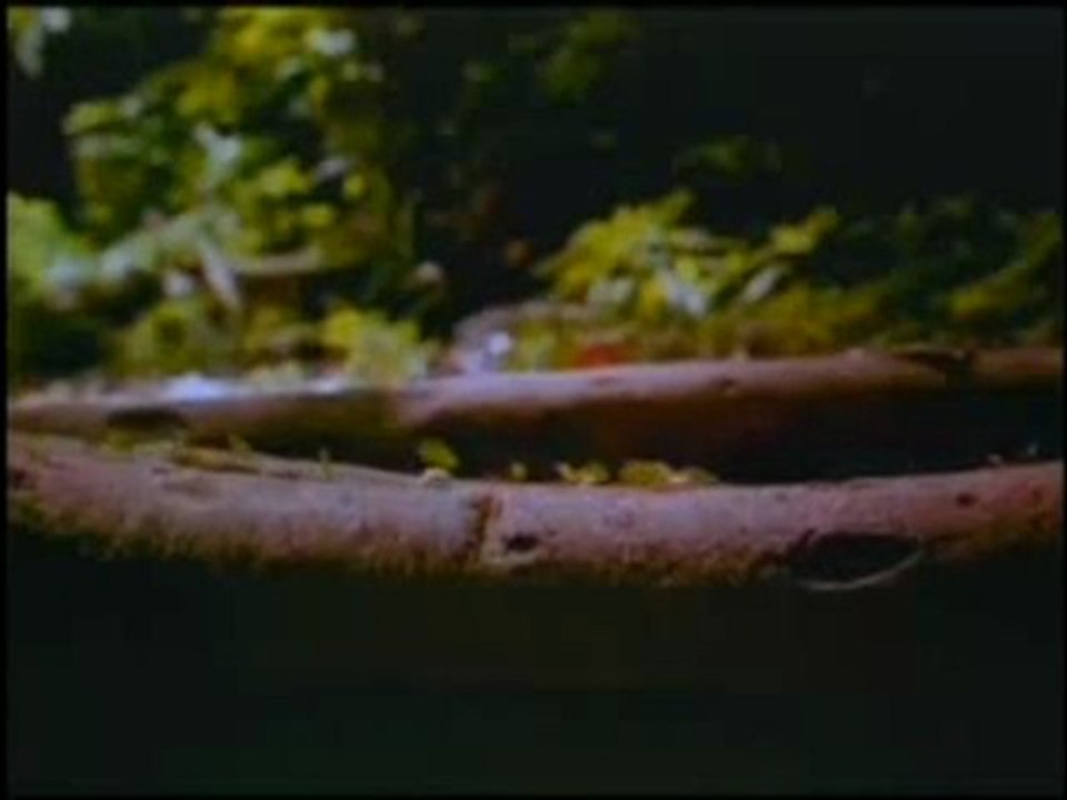 karinca mucizesi tarim yapan karincalar karincalarin organizasyonu