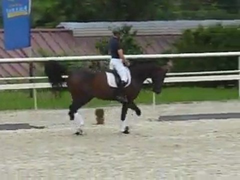 Contano allures Haras Birkhof 07 08 2011