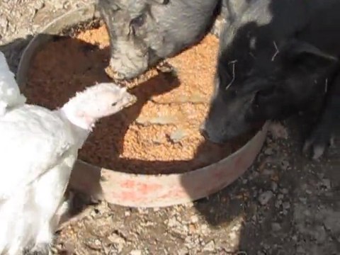 cochon d'inde