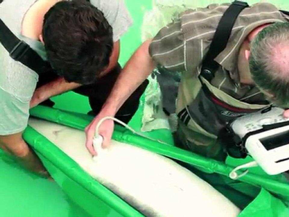 Kanadischer Exportschlager Kaviar: Aber bitte nachhaltig!