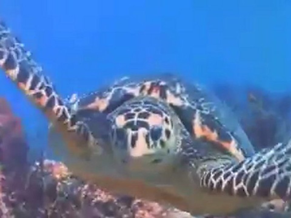 V - Die Besucher - Trailer 2