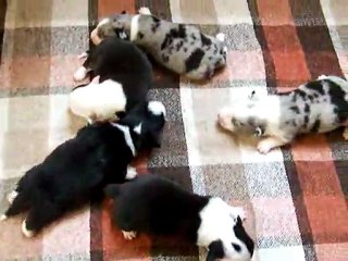 BB cardigan 09 -08-2011 004