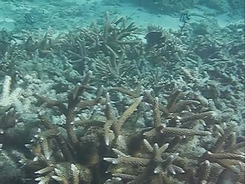 Montage photos sous marines Océan Indien Ile Maurice vacances 2011