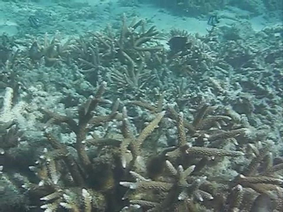 Montage photos sous marines Océan Indien Ile Maurice vacances 2011