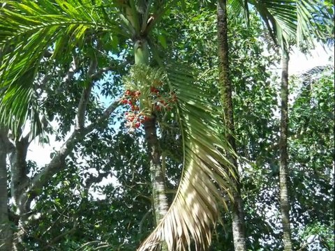 Montage photos terre Ile Maurice vacances 2011