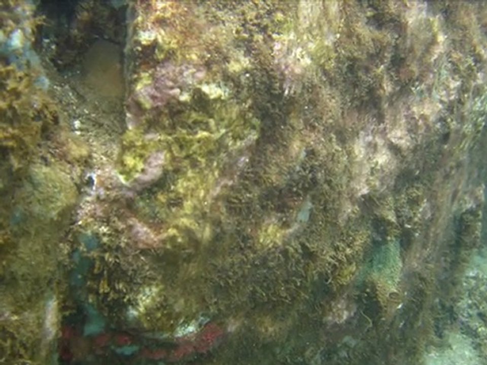 Montage photos sous marines Guadeloupe vacances 2007