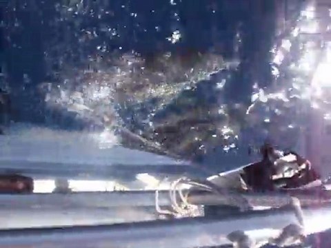 Fleur de Passion 2011 les dauphins de mediteranee