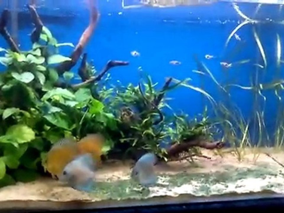 diskus akvaryumu1
