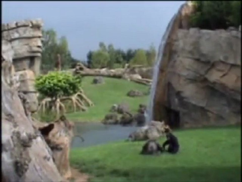 La familia de los chimpancés de Bioparc Valencia celebra el 24 cumpleaños de Chispi
