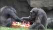 Bioparc Valencia celebra el 24 cumpleaños de la chimpancé Chispi