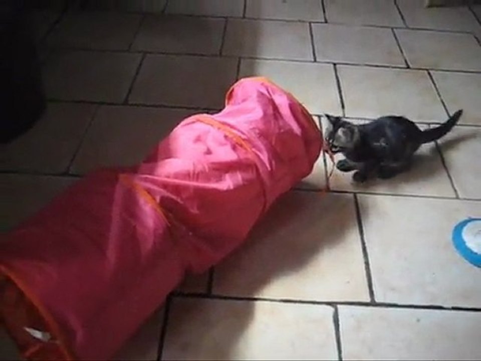 Les nouveaux abandons d'août 2011 au refuge des chats