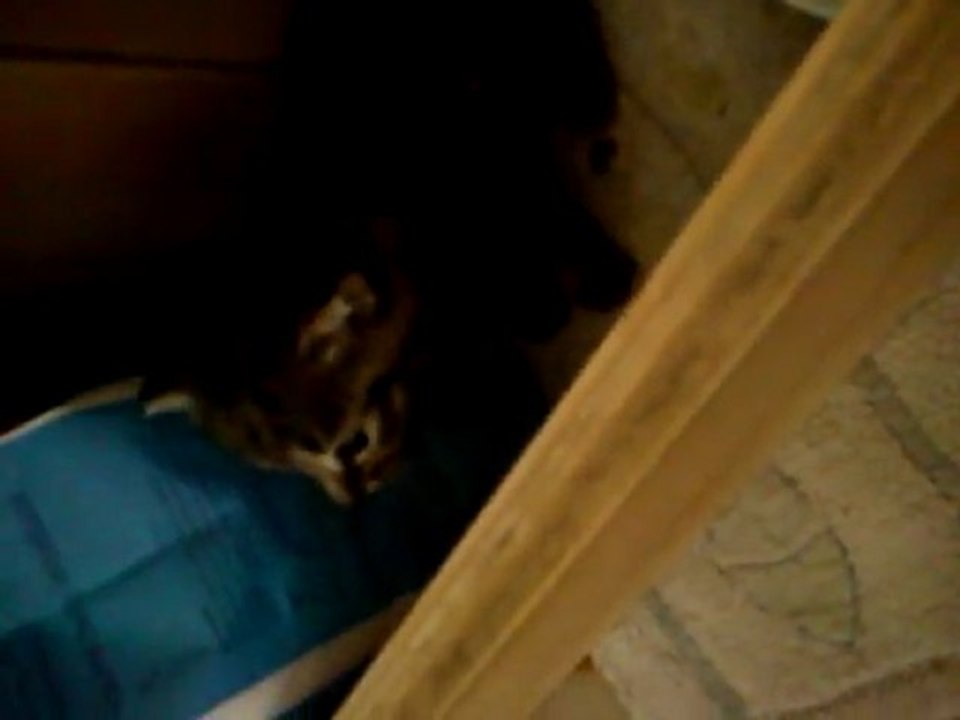 Les chattons commence a jouer !