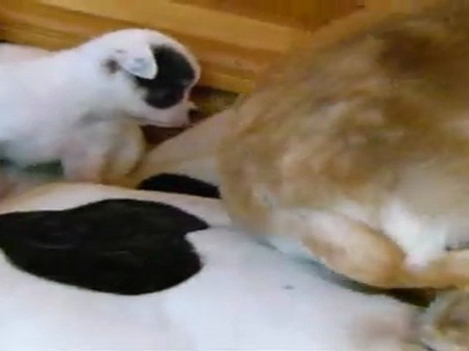 ELEVAGE DES PETITS AZTEQUES