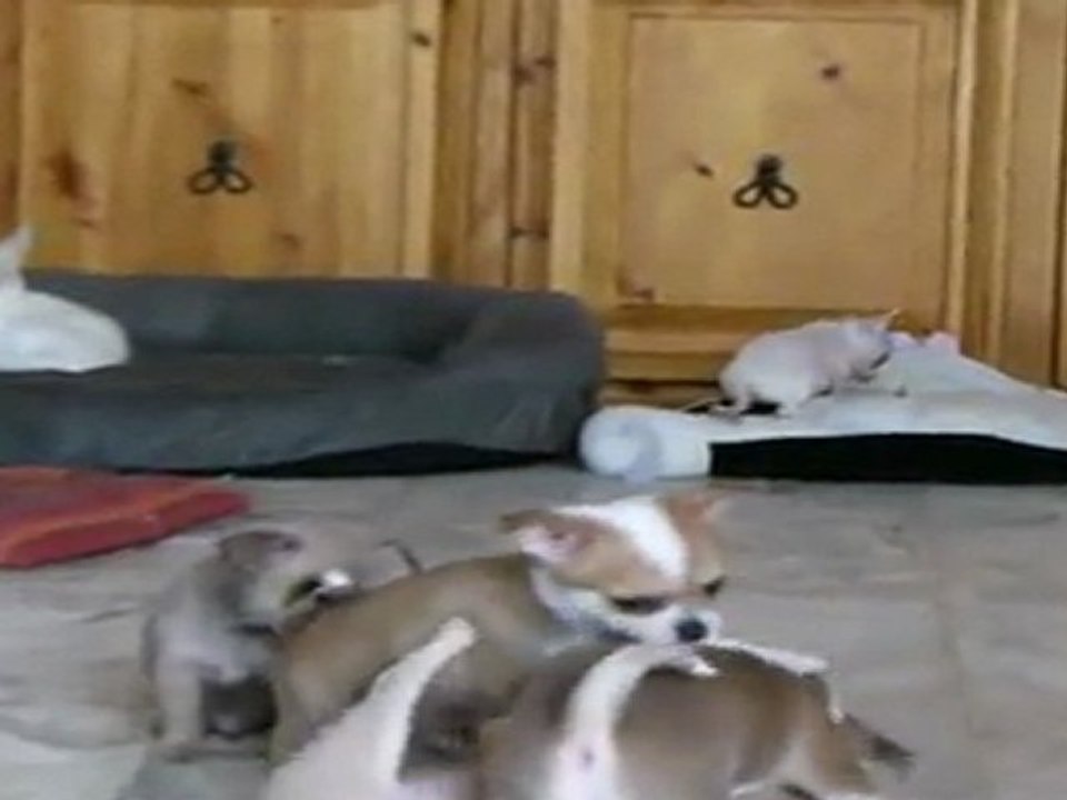 ELEVAGE DES PETITS AZTEQUES