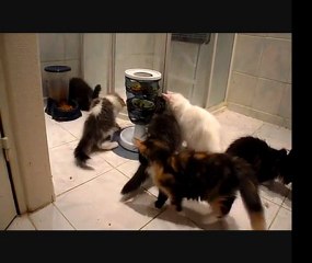 les chatons découvrent le labyrinthe à croquettes