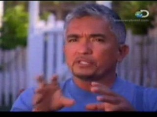 O encantador de cães 6t ep 14 p6