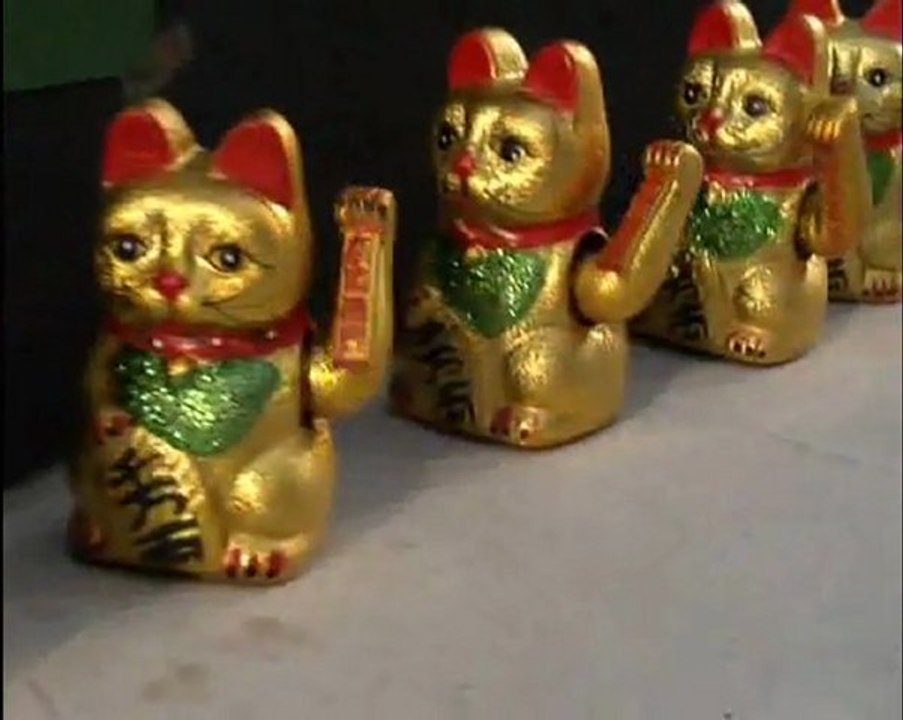 Casting Gatos Mixta