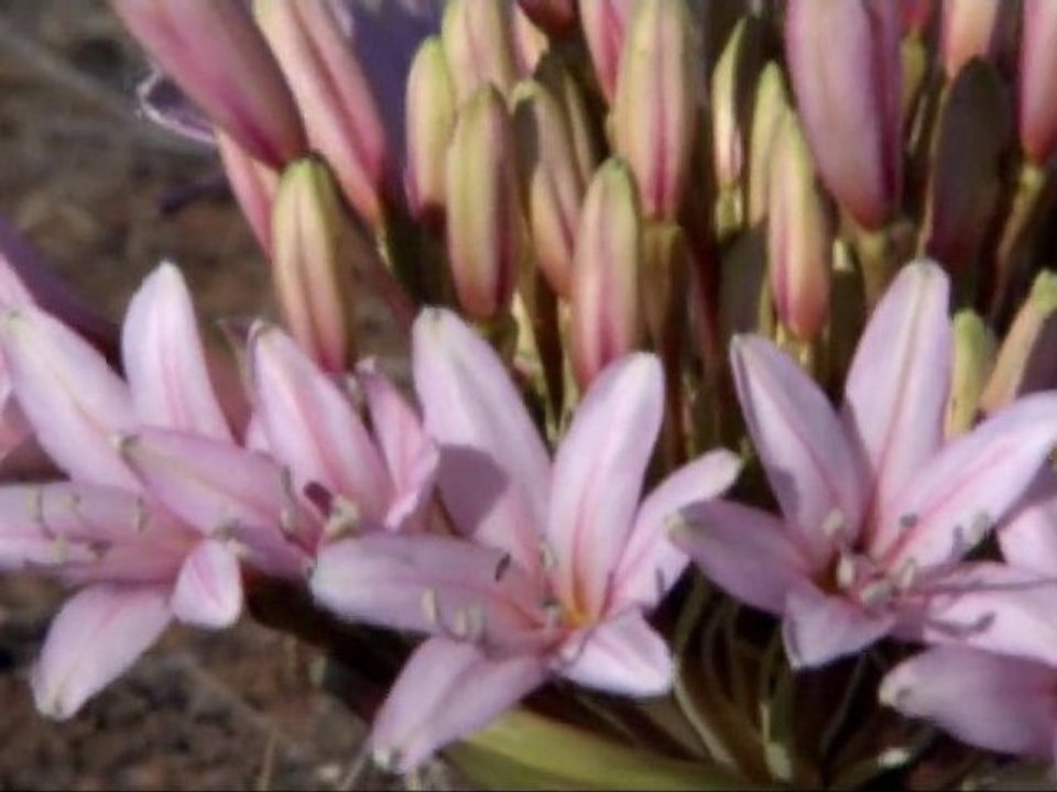 Spanish eyes-Edward Simoni