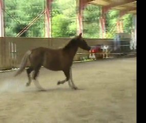 volga  franche montagne modele