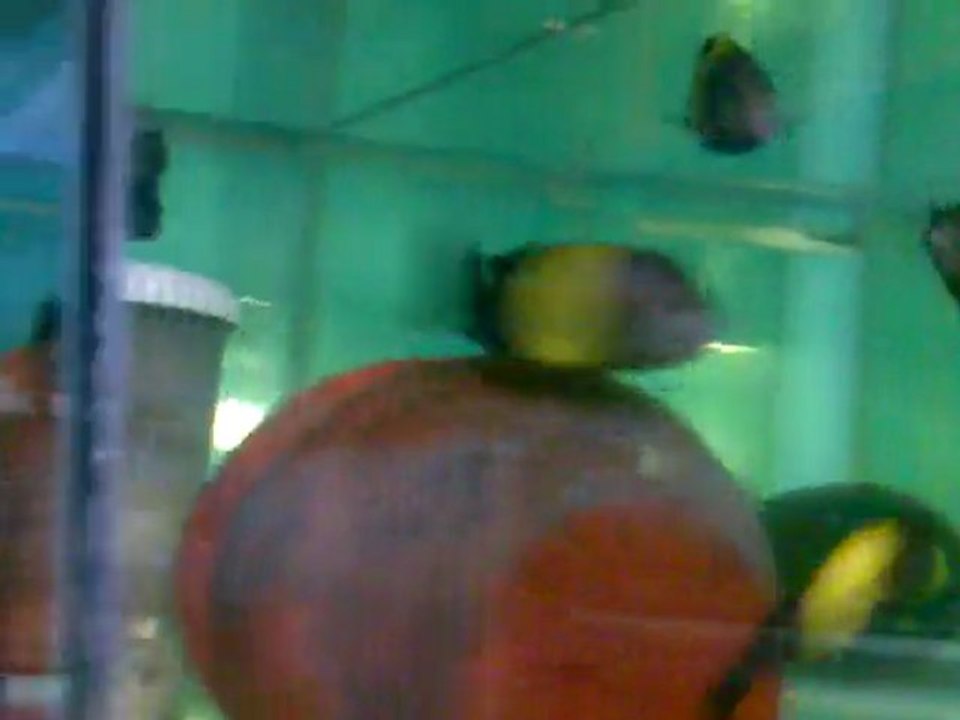 Tropheus Black Kriza