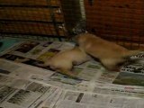 Chiots Golden Retriever 6 semaines - Quart d'heure de folie 1/3
