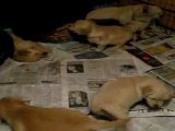 Chiots Golden Retriever 6 semaines - Quart d'heure de folie 2/3